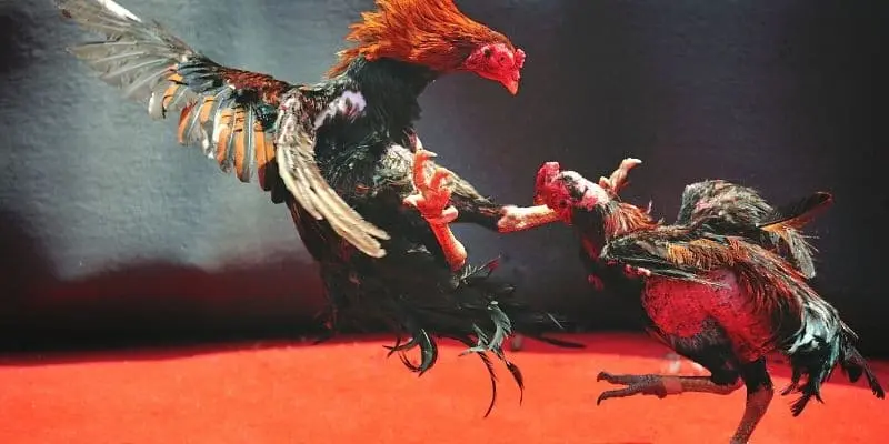 Đá gà Thomo luck8 hấp dẫn