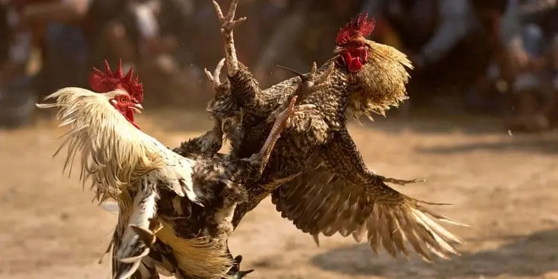 Cách sắp xếp trận đấu