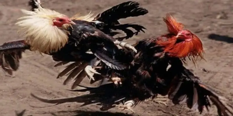 Đá gà Campuchia hấp dẫn