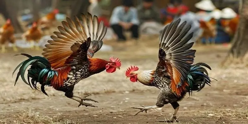 Quan sát cách gà chiến thi đấu